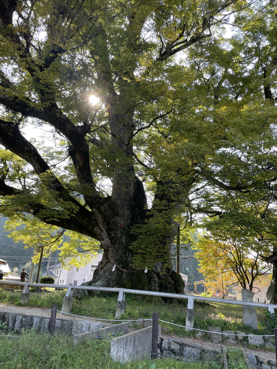 野間の大けやき