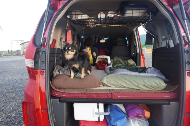 車の後ろ姿、車中泊の準備をして犬がいる