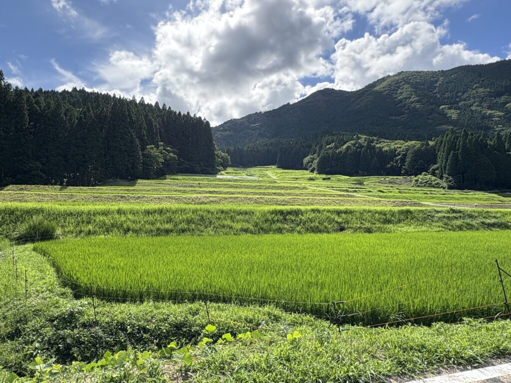 棚田