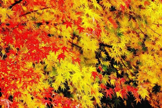 鮮やかな紅葉が広がる秋の風景。赤や黄色に染まった木々が秋のドライブを彩ります。