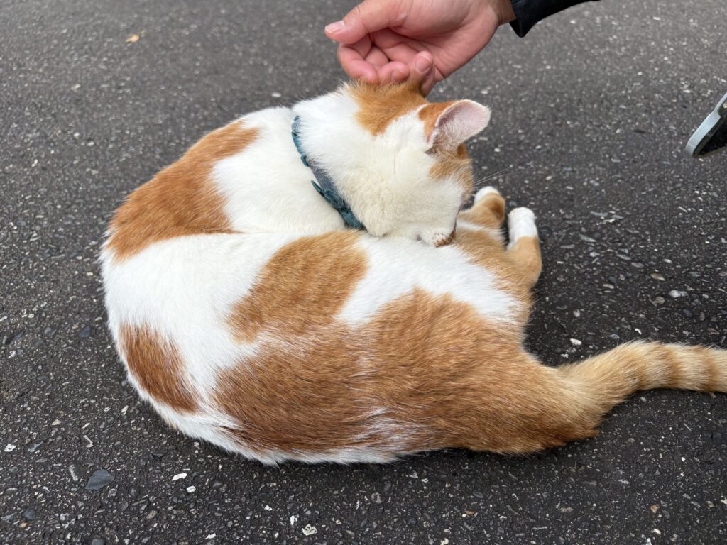 瀞峡観光大使猫のきなこ