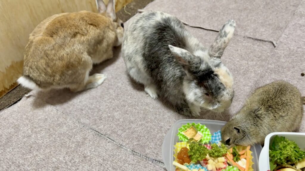 うさぎとリチャードソンジリスがおやつを食べてる様子